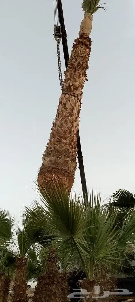 توريد وزراعة نخيل 7