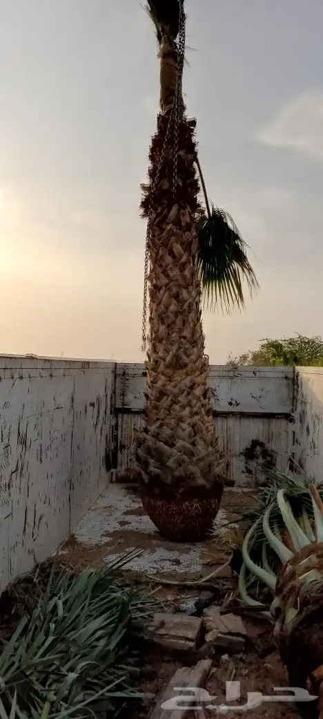 توريد وزراعة نخيل 1