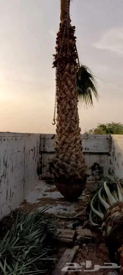 توريد وزراعة نخيل 0