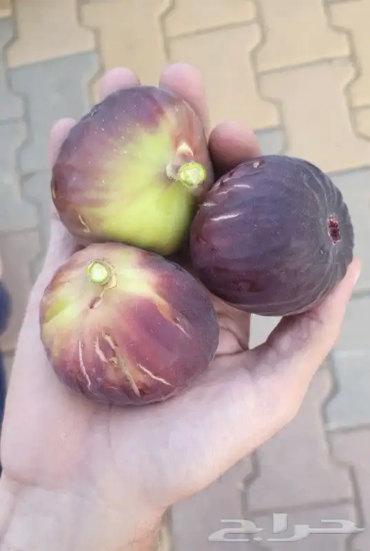 شجرة تين تركي احمر . 13