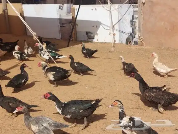 للبيع بط بح بيايض العدد مفتوح 1