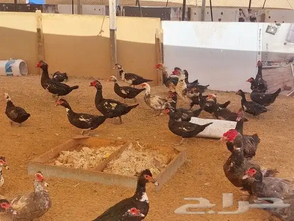 للبيع بط بح بيايض العدد مفتوح 0