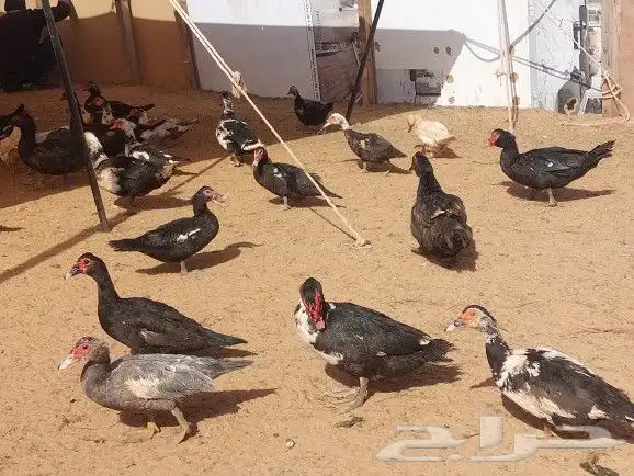 للبيع بط بح بيايض العدد مفتوح 2