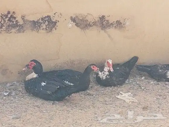 للبيع بط بح بيايض العدد مفتوح 3
