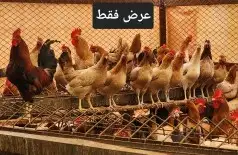 للبيع صوص بلدي وفيومي جروم جامبو 5