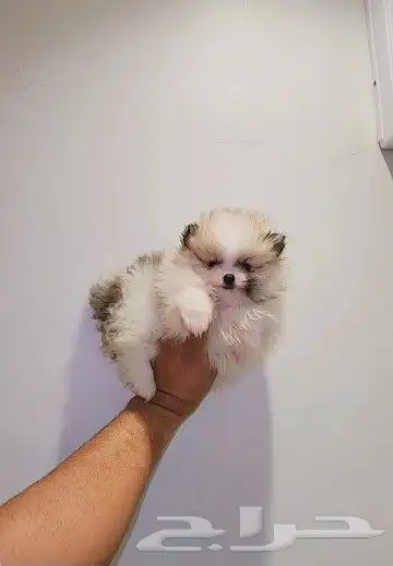 كلب بومرينيان Pomeranian تي كب 3