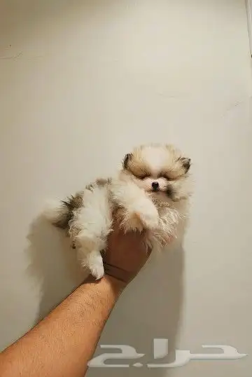 كلب بومرينيان Pomeranian تي كب 1