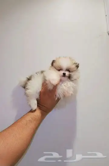 كلب بومرينيان Pomeranian تي كب 0