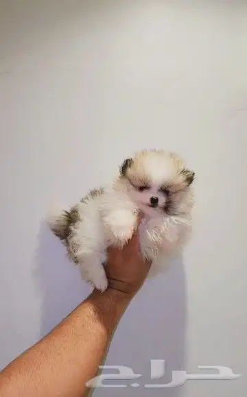 كلب بومرينيان Pomeranian تي كب 2