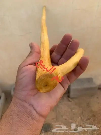 مشعاب سلم كفو ( تم البيع) 3