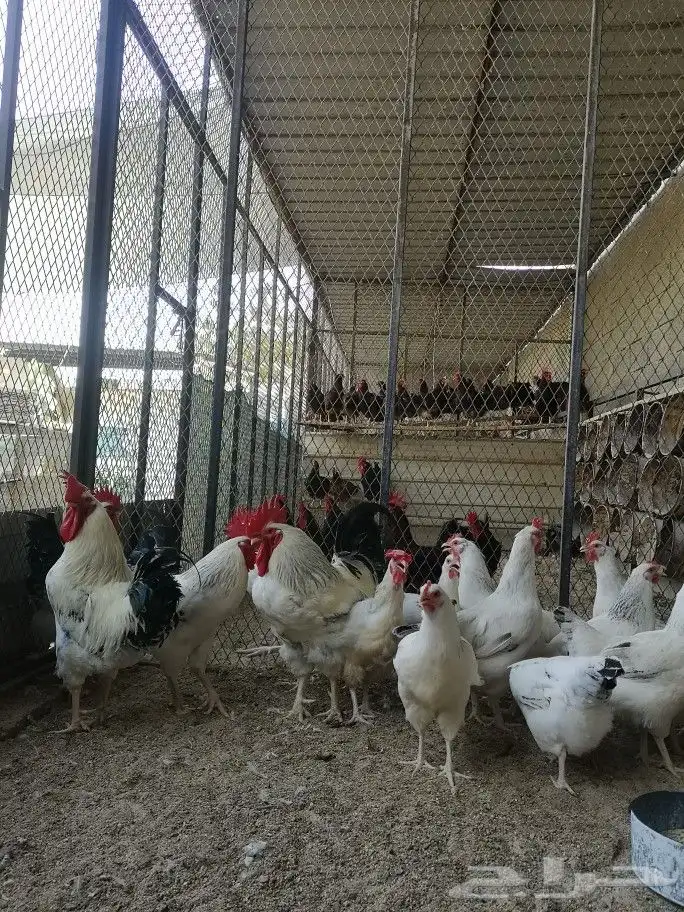 للبيع صوص دجاج انقليزي الساسكس 0