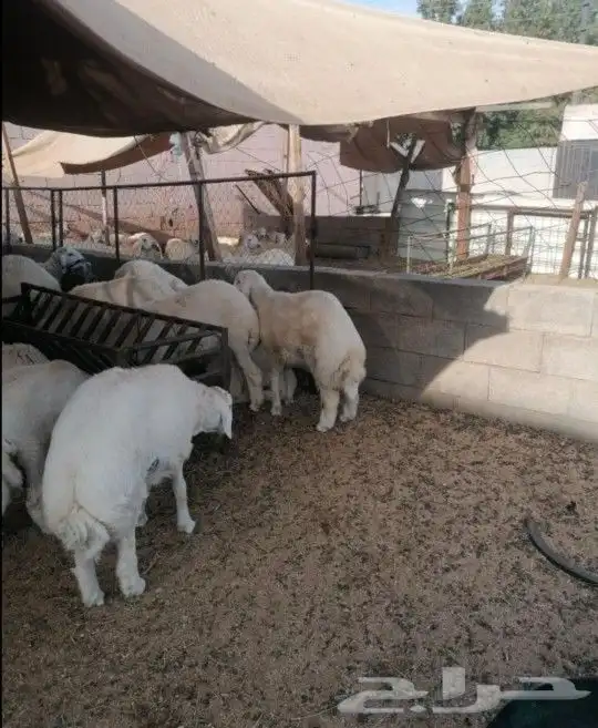 ذبايح طليان ورخال وتيوس 6