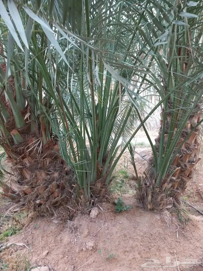 فروخ فسايل نخيل 1