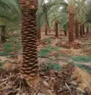 يوجد لدينا مشتل انخيل بجميع انواعها الوشنطني والعربي وزرعته 3