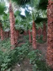 يوجد لدينا مشتل انخيل بجميع انواعها الوشنطني والعربي وزرعته 7