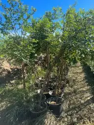 توريد أشجار بكميات 0