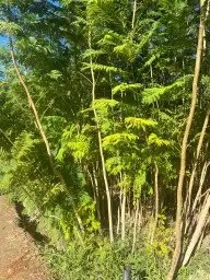 توريد أشجار بكميات 1