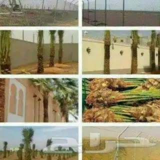 يوجد لدينا مشتل انخيل بجميع انواعها الوشنطني والعربي وزرعته 0