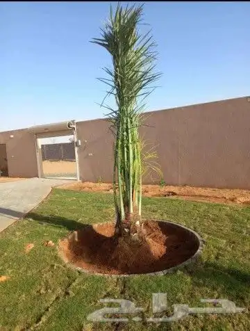 يوجد لدينا جميع انواع انخليل بأنواعها برحي خلاص هلالي صقعي م 22