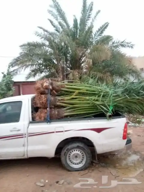 يوجد لدينا جميع انواع انخليل بأنواعها برحي خلاص هلالي صقعي م 15