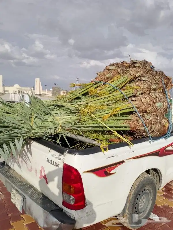 يوجد لدينا جميع انواع انخليل بأنواعها برحي خلاص هلالي صقعي م 19