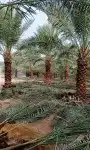 يوجد لدينا مشتل انخيل بجميع انواعها الوشنطني والعربي وزرعته 10