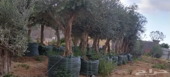 توريدنخيل وأشجار زيتون 8