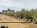 توريدنخيل وأشجار زيتون 0
