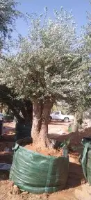 توريدنخيل وأشجار زيتون 5