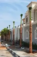 تقشير وتكريب وشنطني ونخل عربي واشجار 8