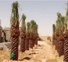 توريدنخيل وأشجار زيتون 2