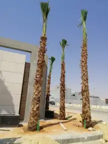 تقشير وتكريب وشنطني ونخل عربي واشجار 9