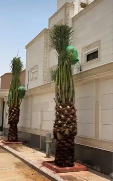 تقشير وتكريب وشنطني ونخل عربي واشجار 4