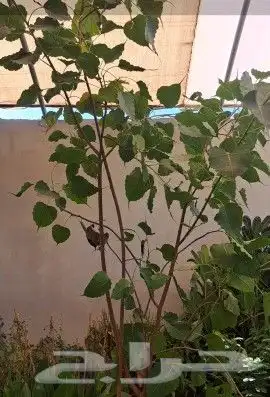 تقشير وتكريب وشنطني ونخل عربي واشجار 6