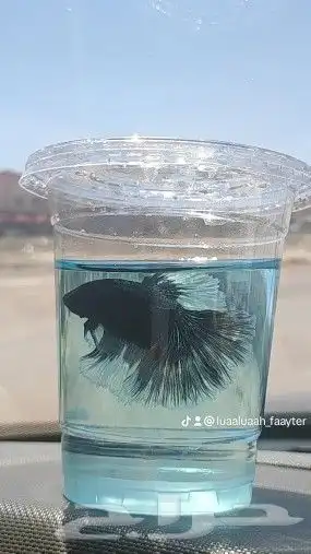 يوجد سمك فايتر ذكور و اناث 0