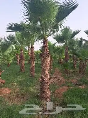 توريدنخيل وأشجار زيتون 4