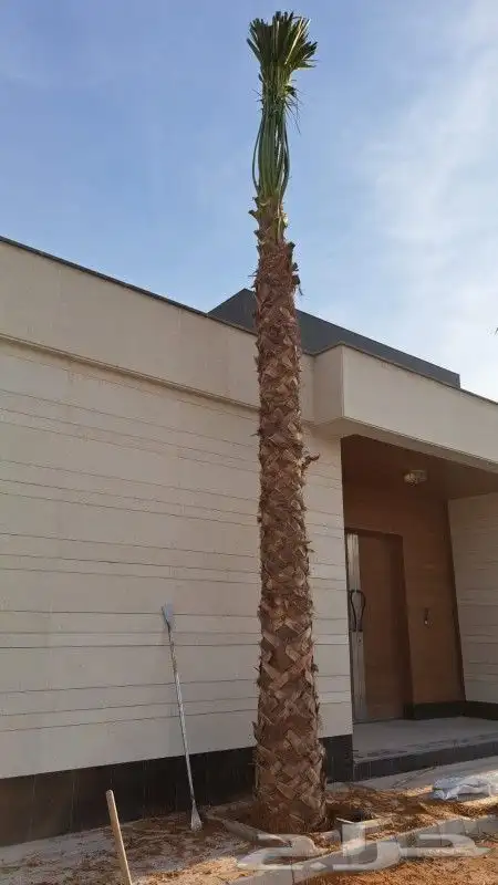 تقشير وتكريب وشنطني ونخل عربي واشجار 3