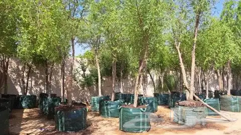 تقشير وتكريب وشنطني ونخل عربي واشجار 5