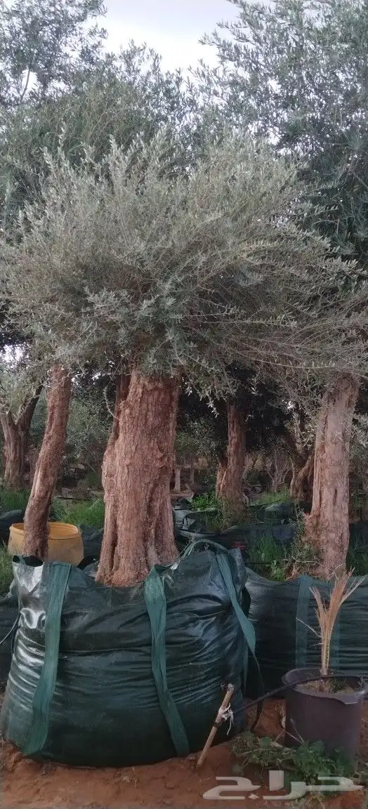 توريدنخيل وأشجار زيتون 7
