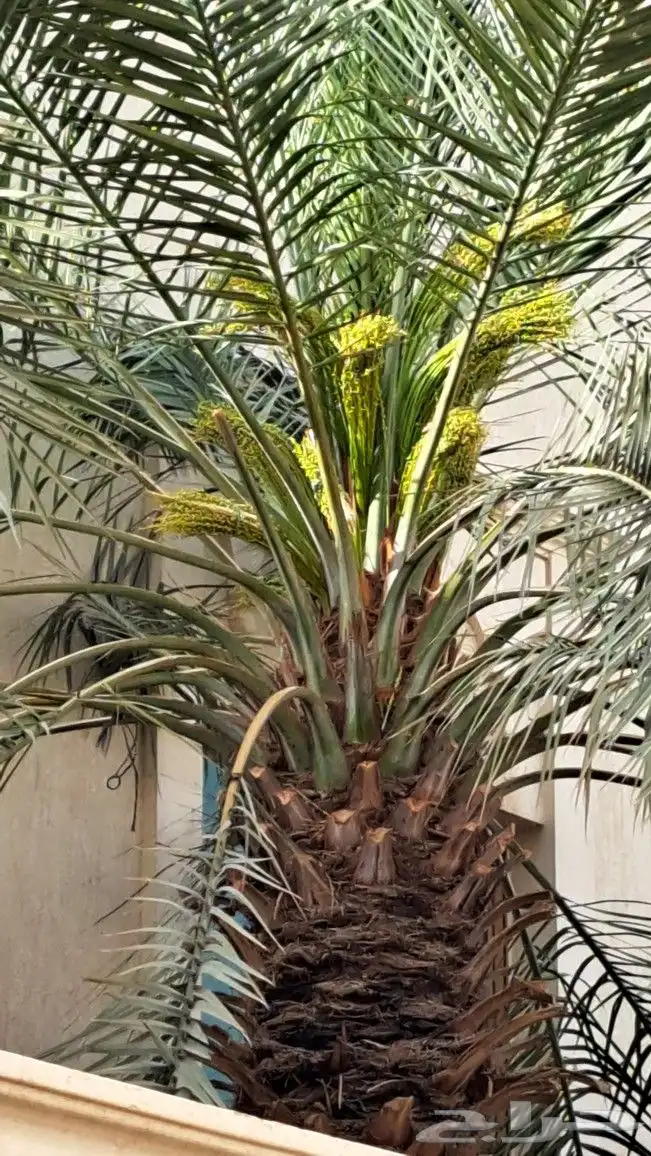 تقشير وتكريب وشنطني ونخل عربي واشجار 2