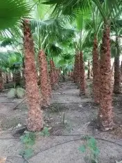 منفذ اعمال عامه 4