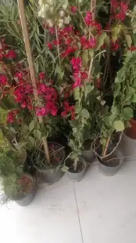 يوجد لدينا أشجار با جميع انواع وتوصيل لا جميع المناطق 6