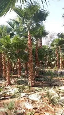 يوجد لدينا أشجار با جميع انواع وتوصيل لا جميع المناطق 2