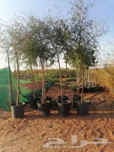 يوجد لدينا أشجار با جميع انواع وتوصيل لا جميع المناطق 9