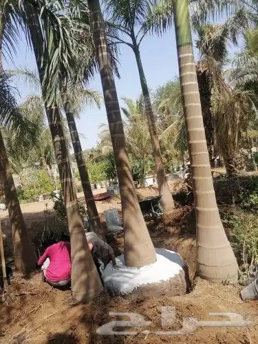 يوجد لدينا أشجار با جميع انواع وتوصيل لا جميع المناطق 8