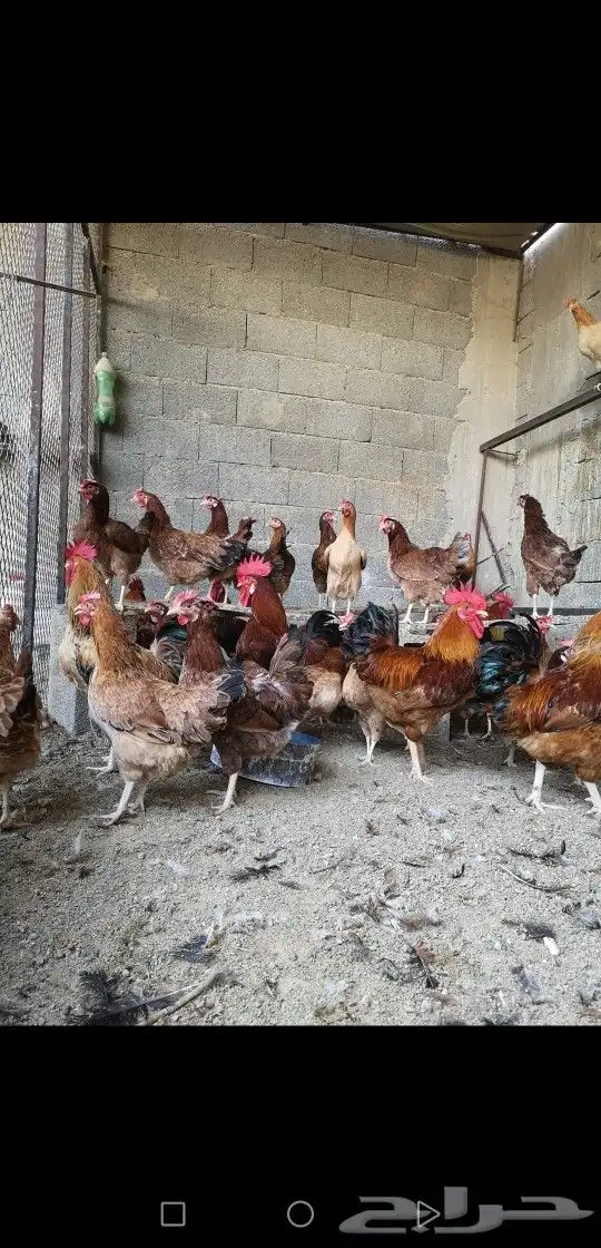 للبيع دجاج مشروك فرنسي بلدي جروم 1