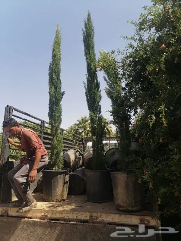 يوجد لدينا أشجار با جميع انواع وتوصيل لا جميع المناطق 4