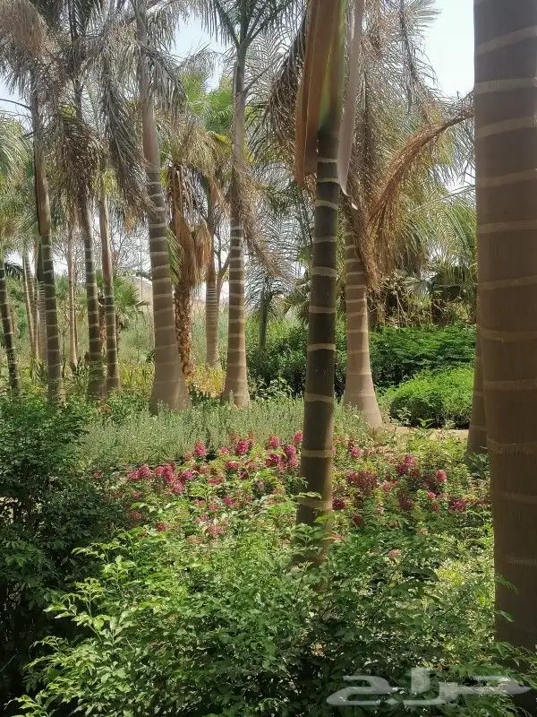يوجد لدينا أشجار با جميع انواع وتوصيل لا جميع المناطق 3