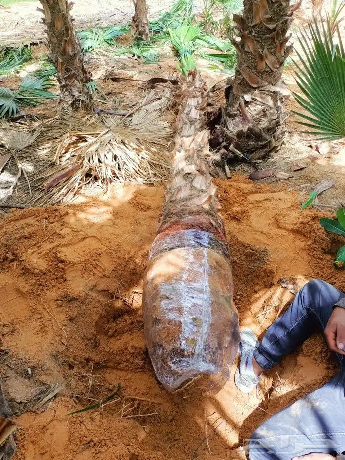 تنسيق حدائق 7