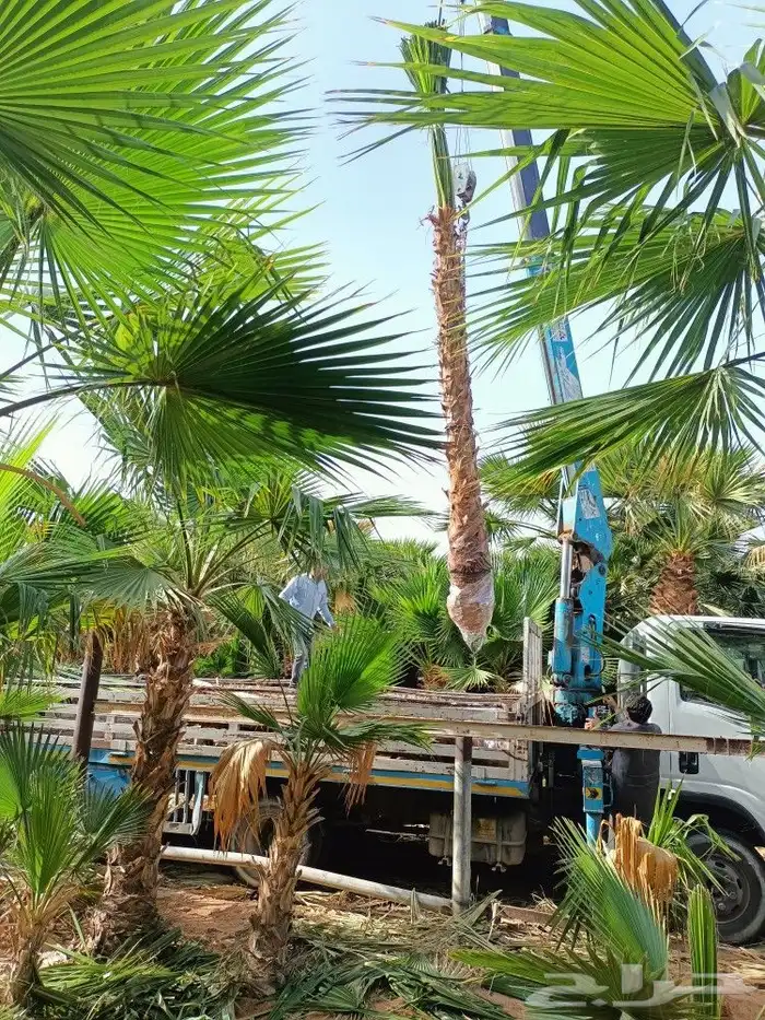 ابداع في تنسيق الحدائق 13